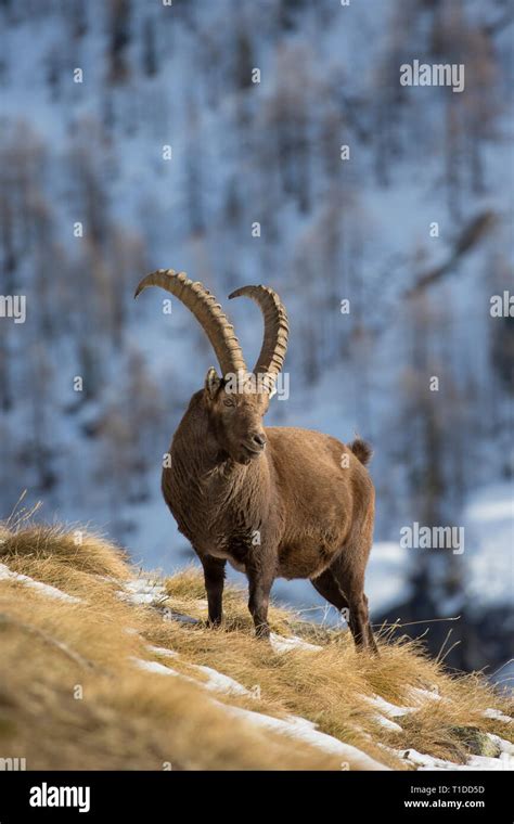 Alpensteinbock Capra Ibex M Nnlich Mit Gro En H Rnern Nahrungssuche