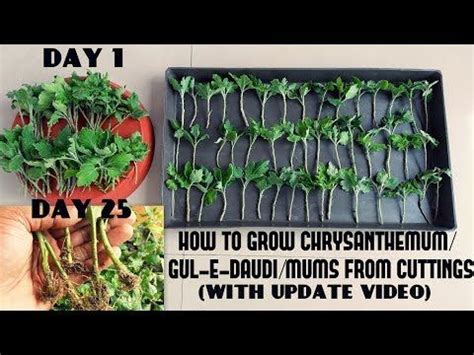 How To Grow Chrysanthemum Gul E Daudi Mums From Cuttings Fast N Easy