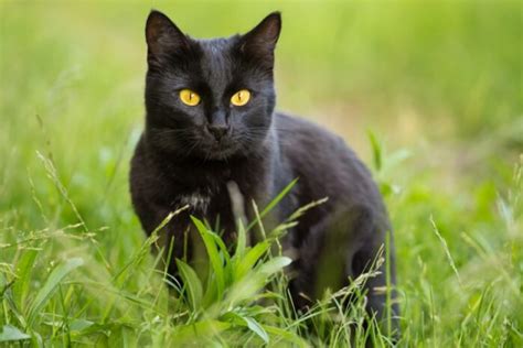 The 75 Best Bombay Cat Names In 2025 - Cats.com