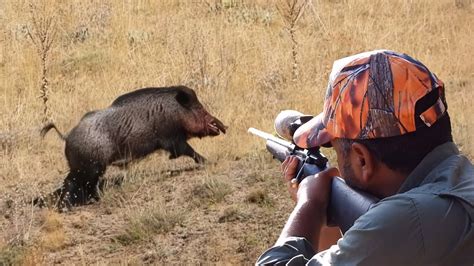 Breathtaking Wild Boar Hunt Adventure Best Scenes Hog Hunting