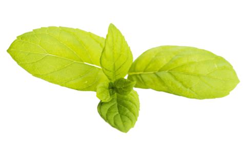 White Isolated Fresh Raw Mint Leaves White Foliage Fragrance Organic