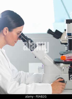 Scientist Viewing Stem Cell Cultures Growing In Growth Medium Under A