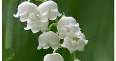 Le Douaire Île de Vivre Tout savoir sur le muguet Convallaria