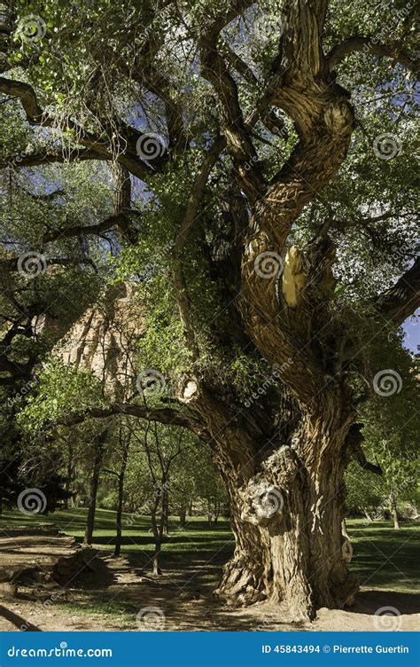 Old Gnarled Tree Stock Photo Image Of Ecology Sandy 45843494