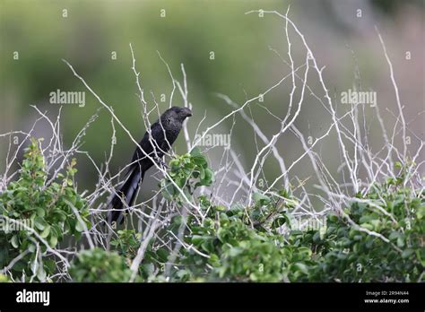 Smooth Billed Ani Crotophaga Ani In Jamaica Stock Photo Alamy