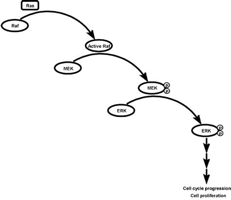 Schematic illustration of the Raf-MEK-ERK signaling pathway ... 