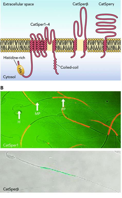 The Putative Membrane Topology Of Catsper Subunits A Catsper Complex