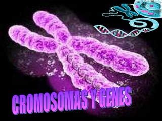 Cromosomas Y Genes Ppt