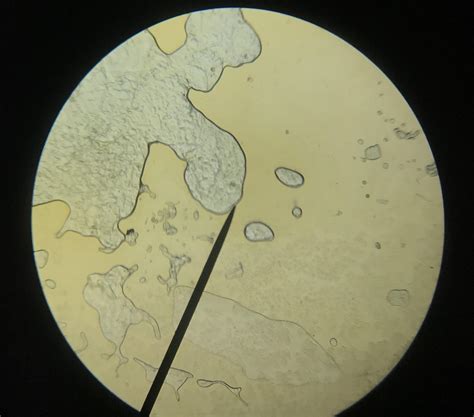 First Time Cultivating Bacteria Does This Look Like Anything To You