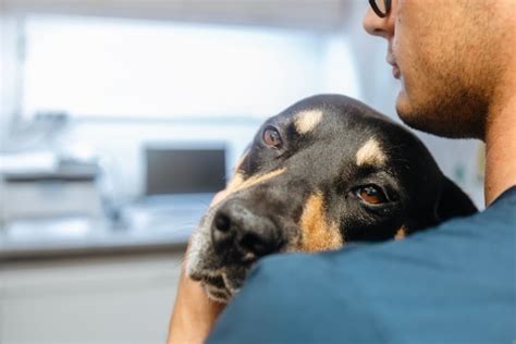 Understanding Canine Anxiety: Signs and Solutions - PetHealth4You.com