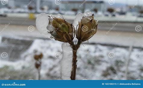 Flor Bud Se Espalha Ao Vento Planta Em Gelo Ap S O Fen Meno Clim Tico