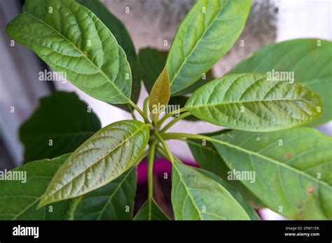 avocado tree leaves