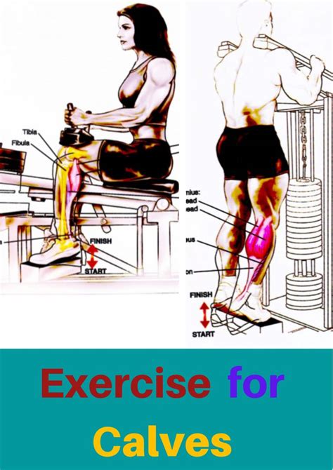 Top Exercises For Your Calves Calf Exercises Calf Muscle Workout Calves