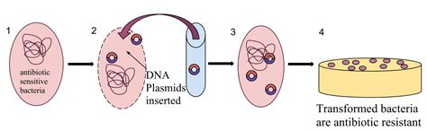 Revisi N Sobre Clonaci N Y Transformaci N