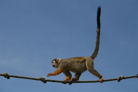 Free photo: Long Tail Monkey - Ape, Long, Monkey - Free Download - Jooinn