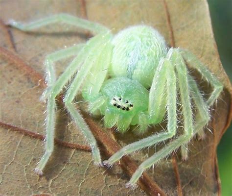 South African Photographs Arboreal Huntsman Spider Olios Correvoni Sparassidae