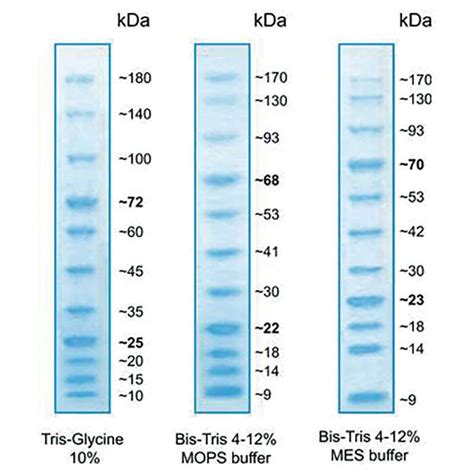 Bluestar Plus Prestained Protein Marker Nippon Genetics Europe