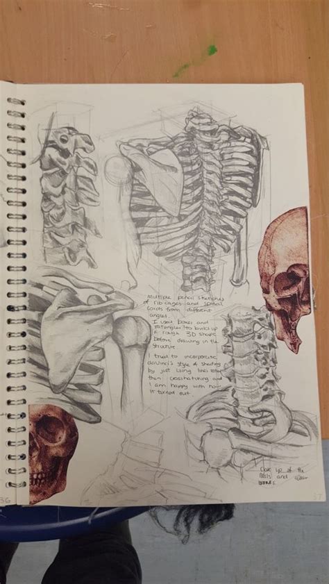 Skeleton Sketches Schizzi D Arte Disegni Realistici Schizzi