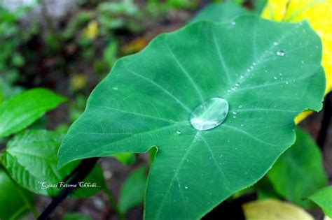 Far Leaves Rain Drop Plant Leaves Rain Drops Leaves