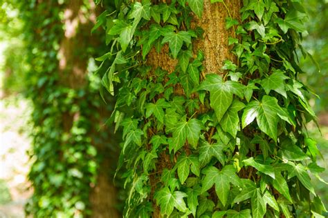 English Ivy Plants Picture Warning Growing Tips