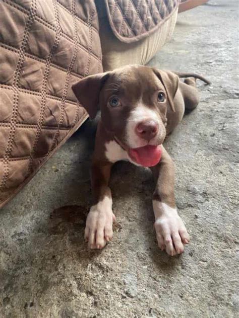 Se Vendo Perrita Hermosa Pitbull Río Abajo