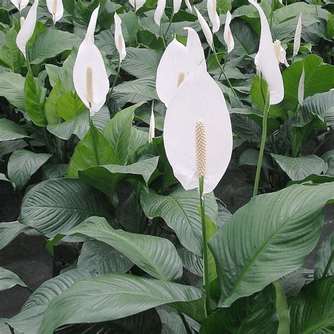 Spathiphyllum Wallisii House Plants From Gardeners Dream UK