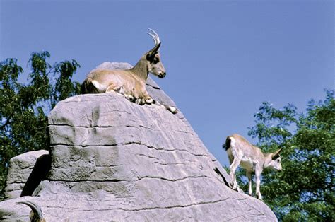 Mountain goat | Adaptations, Habitat & Behavior | Britannica