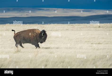 Bison Charging Hi Res Stock Photography And Images Alamy