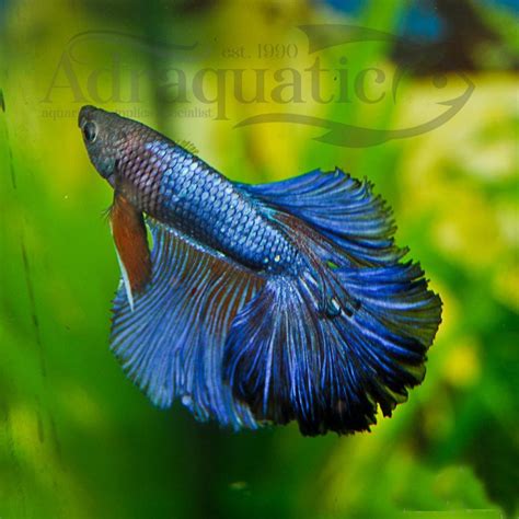 Jual INSTANT BANDUNG IKAN HIAS CUPANG HALFMOON HALF MOON BETTA