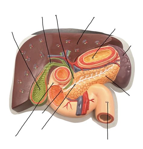 abdominal organs Diagram | Quizlet