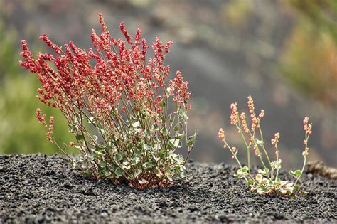 Plant Lava Rock Tortoiseshell - Free photo on Pixabay - Pixabay