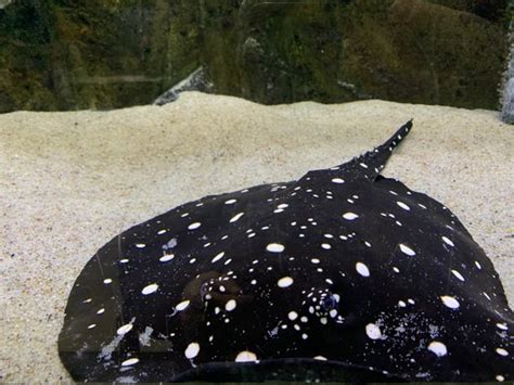 PISCES PET EMPORIUM - Updated June 2025 - 35 Photos & 53 Reviews - 4921 ...