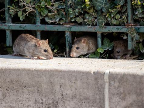 Data Analysis Finds The Top 50 Most Rat Infested Cities In The Us