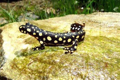 Neurergus Crocatus Spotted In Iran Tehran Times