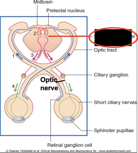 Lecture 9 Cranial Nerves And Cranial Nerve Nuclei Flashcards Quizlet