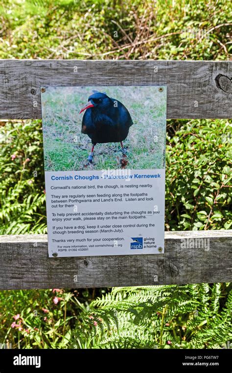 Chough bird hi-res stock photography and images - Alamy