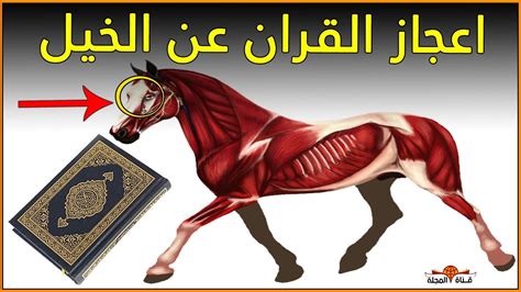 الخيل واعجاز القران الكريم هل تعلم لماذا انزل الله سورة كاملة في