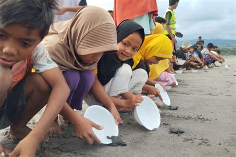 Pegiat Konservasi Di Manggarai Barat Lepas 335 Tukik Ke Laut ANTARA News