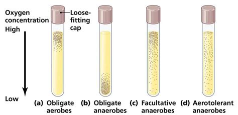 Oxygen Requirements For Pathogenic Bacteria • Microbe Online