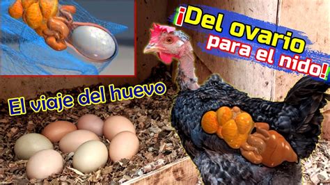 Conoce Como Se Forma Un Huevo Dentro De La Gallina Curiosidades