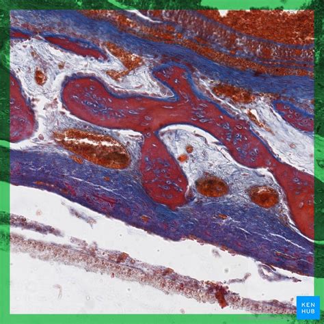 Bone Formation Histology And Process Of The Ossification Kenhub