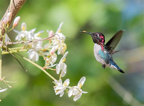 Get To Know The Bee Hummingbird The Worlds Smallest Bird Audubon