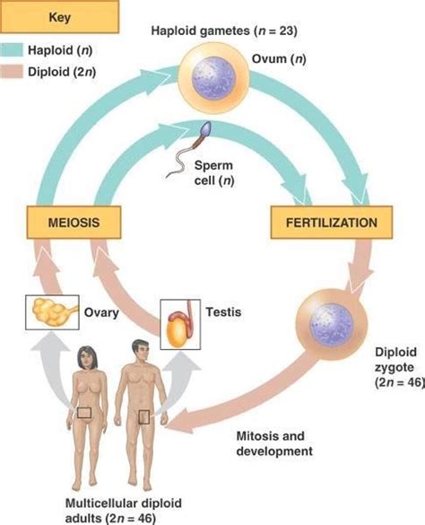 Human Bio Unit 4 Compendium Review Reproduction