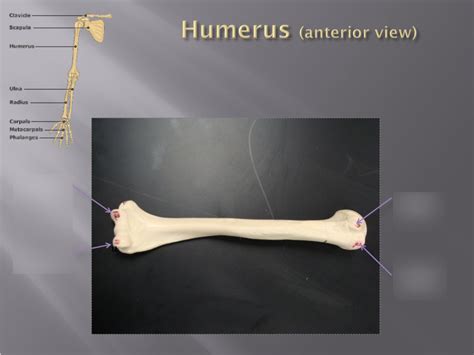 Humerus Anterior View Diagram Quizlet