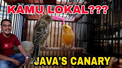 PECAH REKOR TERNAK KENARI LOKAL RASA SERI F YouTube