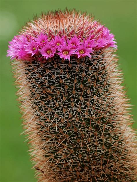 Mammillaria Spinosissima Red Headed Irishman World Of Succulents