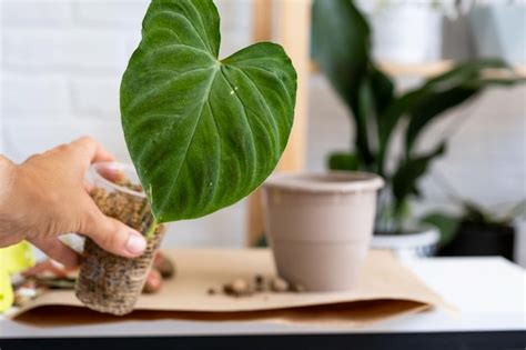 Transplantando Uma Planta Dom Stica Philodendron Verrucosum Em Um Novo