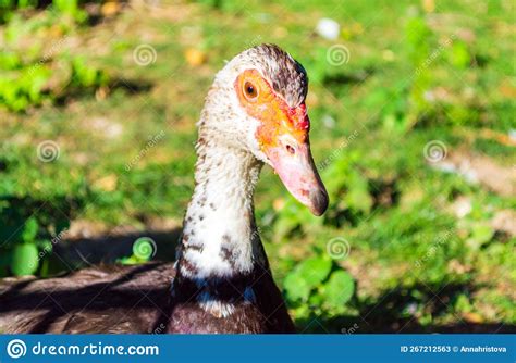 Staring Goose On A Green Closeup Portrait Stock Image Image Of Head