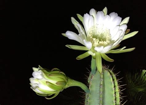 Night Blooming Cereus Full HD