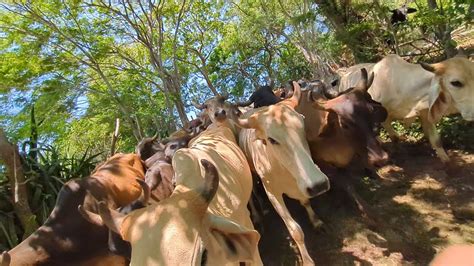 Emergencia Las Vacas Los Quer An Pasar Enzima Youtube